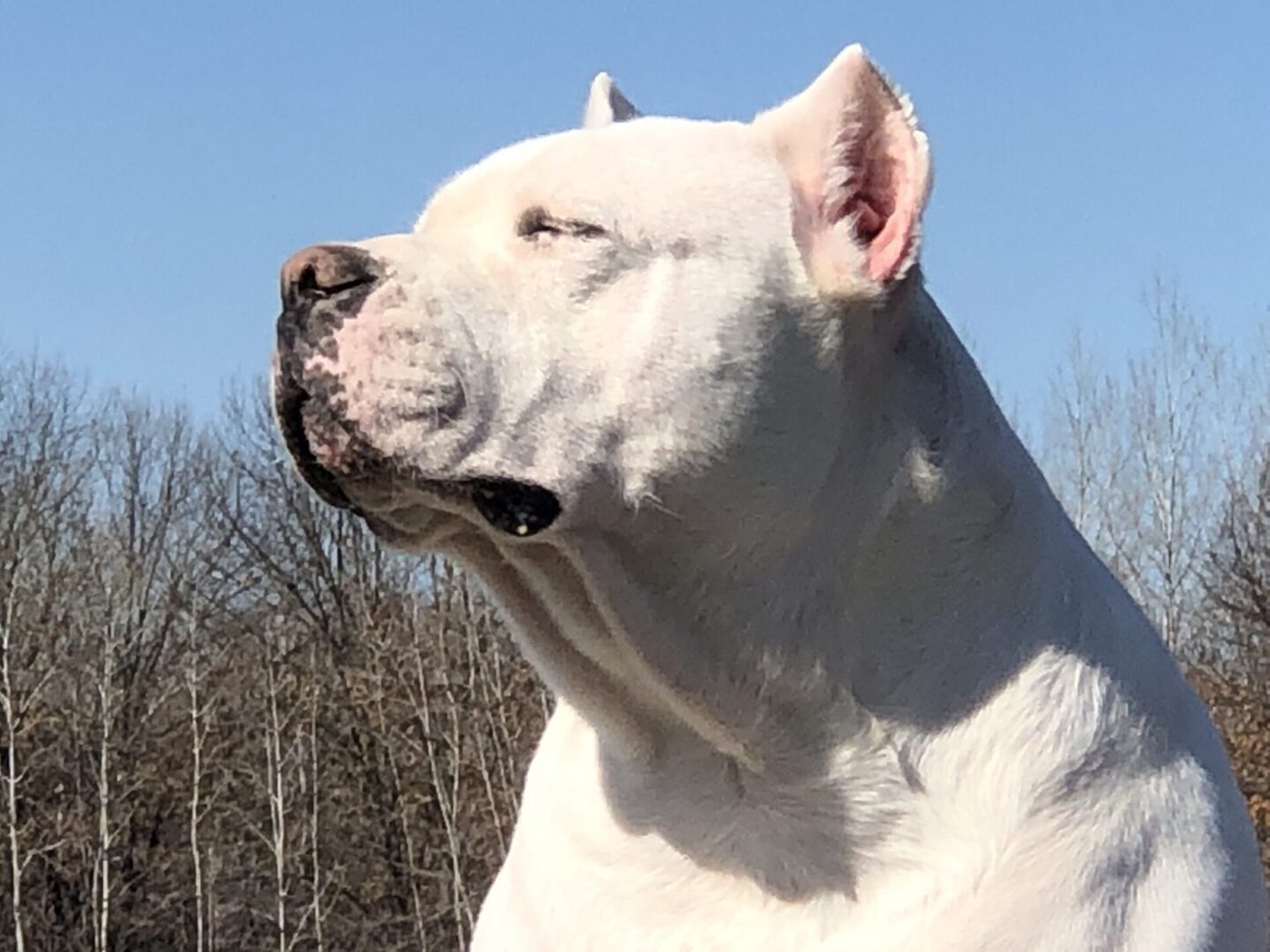 Dream Dogos - Dogo Argentino Breeder