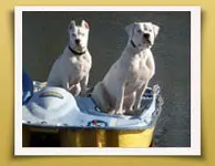 Dream Dogos - Dogo Argentino Breeder