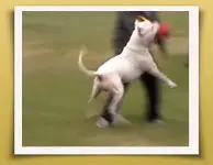 Dream Dogos - Dogo Argentino Breeder