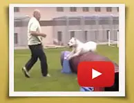 Dream Dogos - Dogo Argentino Breeder