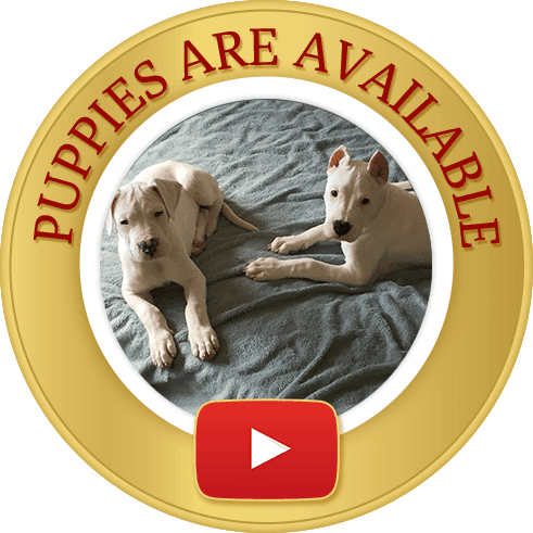 Dream Dogos - Dogo Argentino Breeder