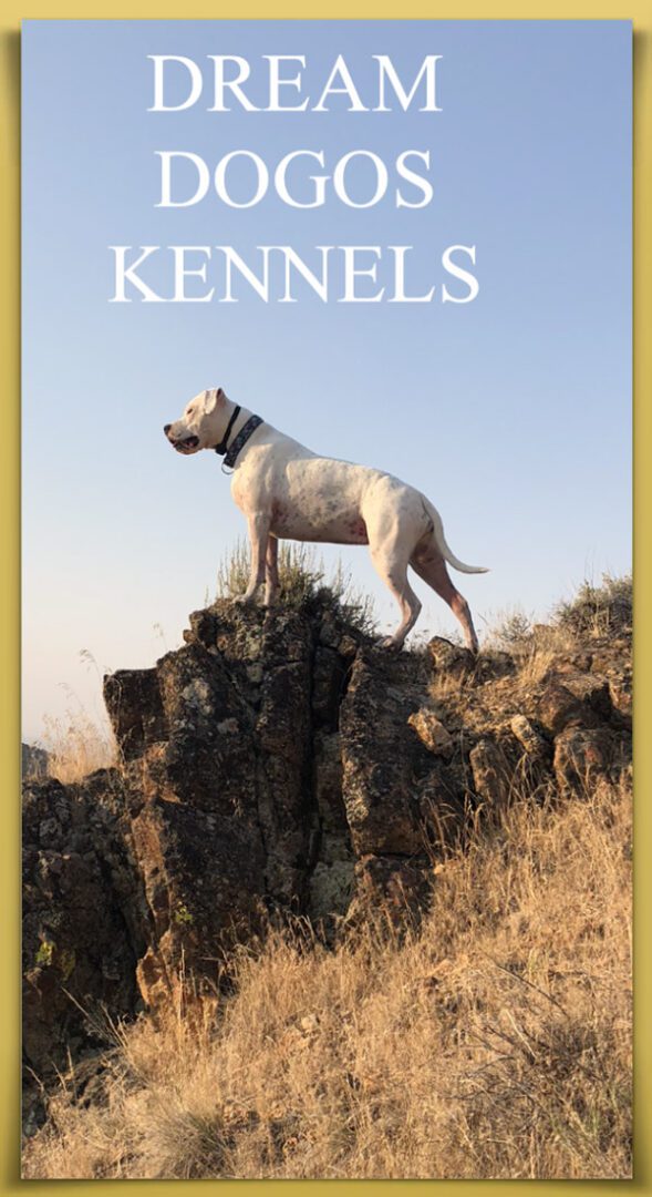 A dog standing on top of a rock.