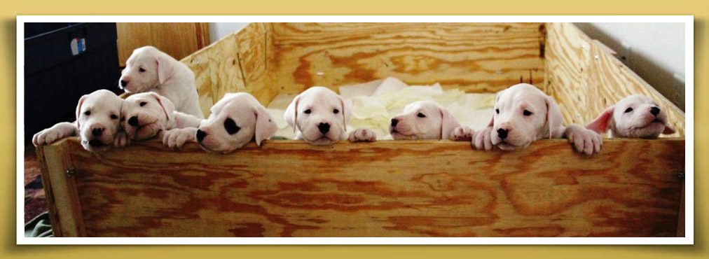 Three puppies are laying in a wooden box.