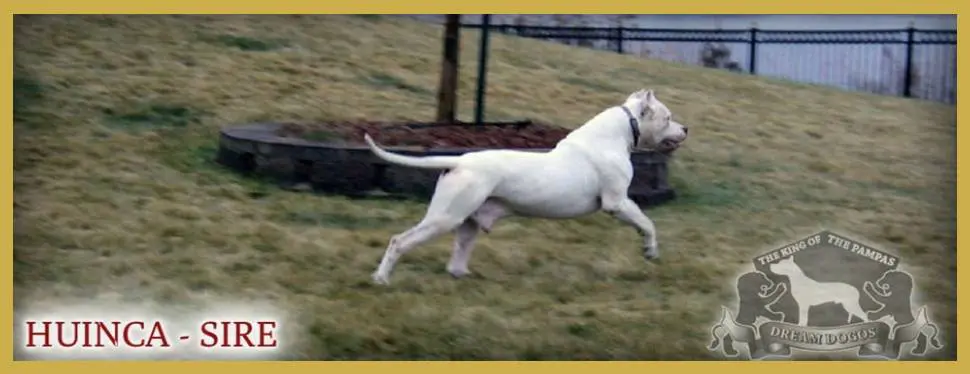 A white dog is running in the grass.