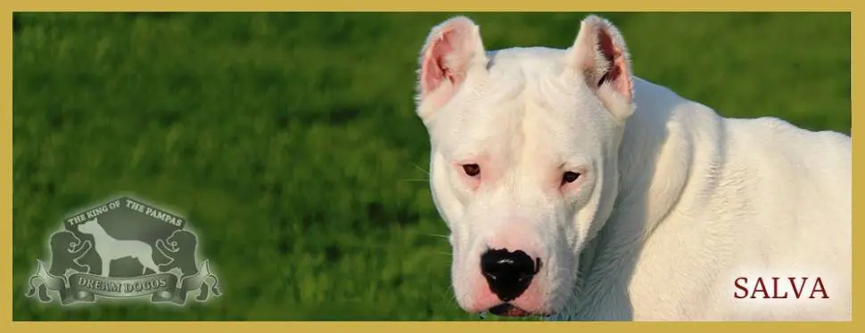 A white dog with black spots is looking at the camera.
