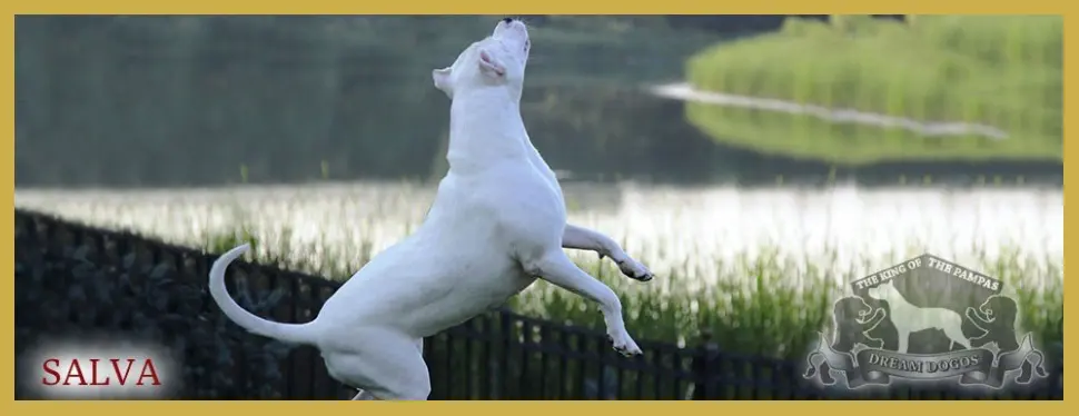 A white dog jumping in the air near water.