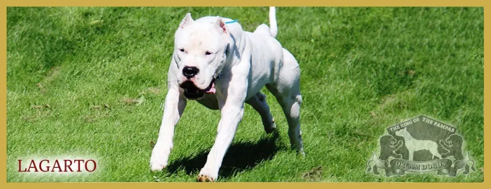 A white dog is running in the grass.