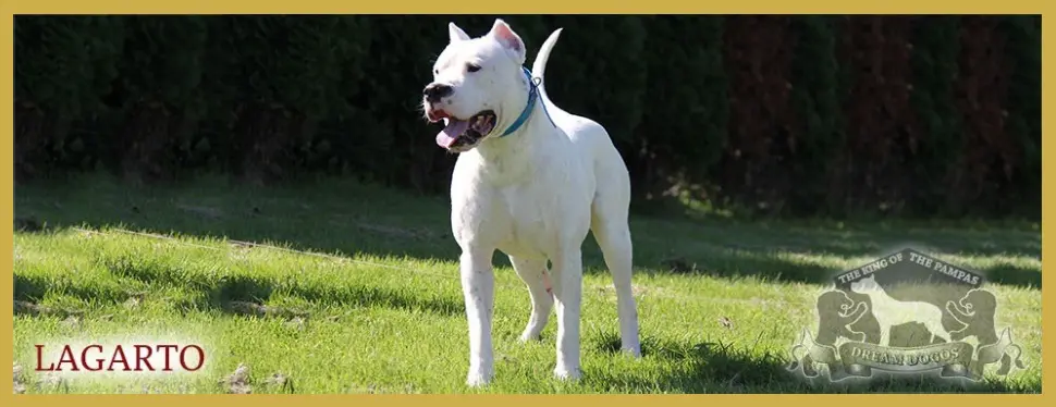 A white dog standing in the grass with its mouth open.