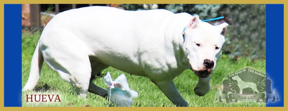 A white dog walking in the grass with its mouth open.