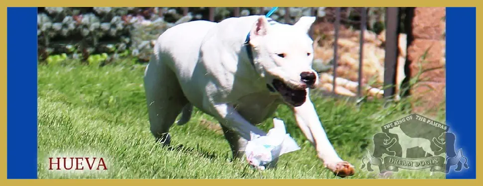 A white dog running in the grass with its mouth open.