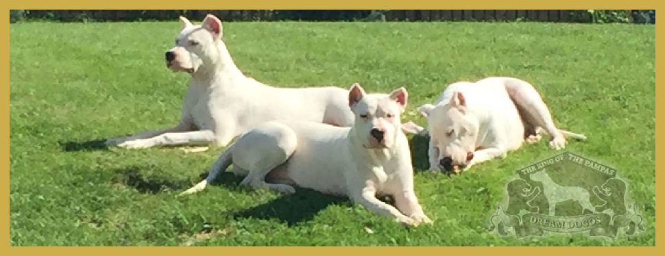A group of white dogs laying in the grass.