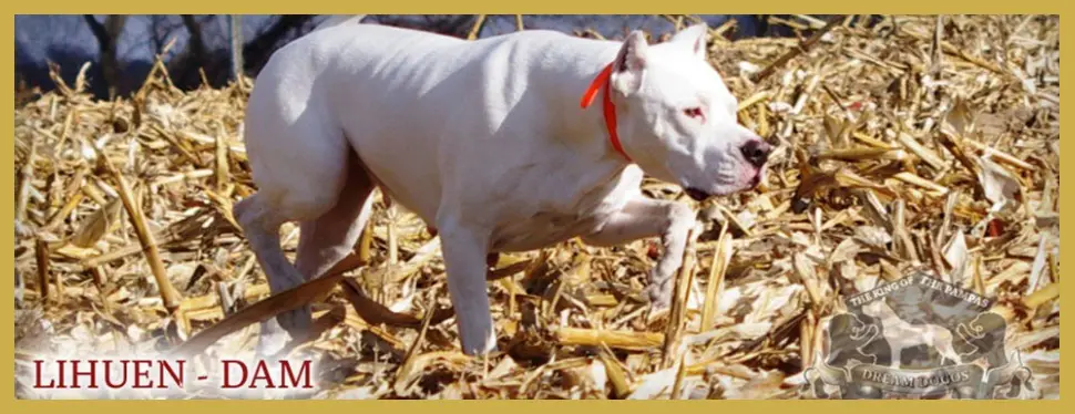 A white dog with red collar walking in the grass.