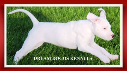 10438396_596139903817257_2630065357728174531_n A white dog laying on top of grass.