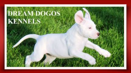10489983_596140067150574_2751224526277763478_n2 A white dog is running in the grass.