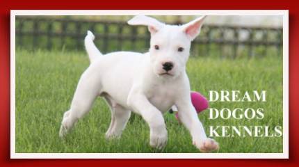 10501968_596144863816761_937701145624441055_n A white puppy playing with a pink ball.