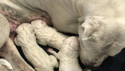 A group of white animals laying on top of each other.