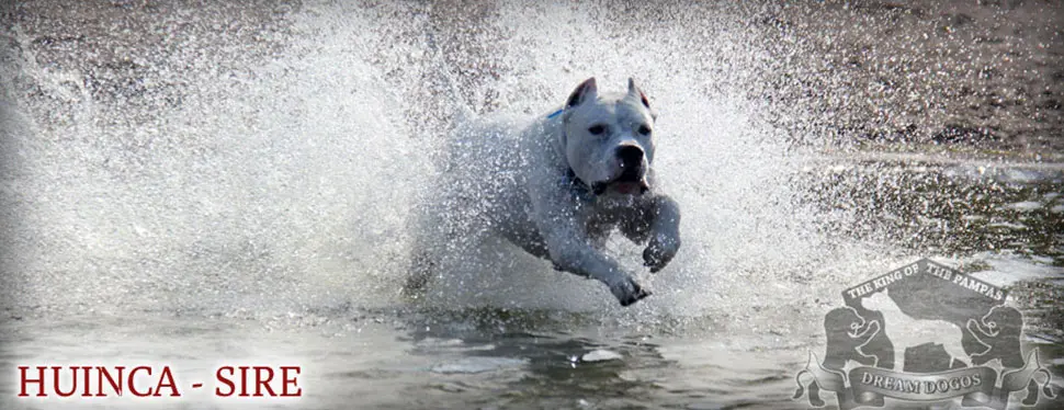 A white dog running through water with his mouth open.